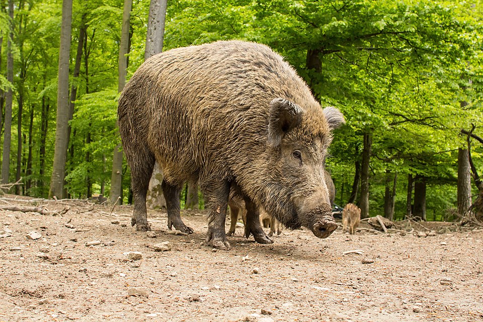 Bildergalerie · Wildschwein
