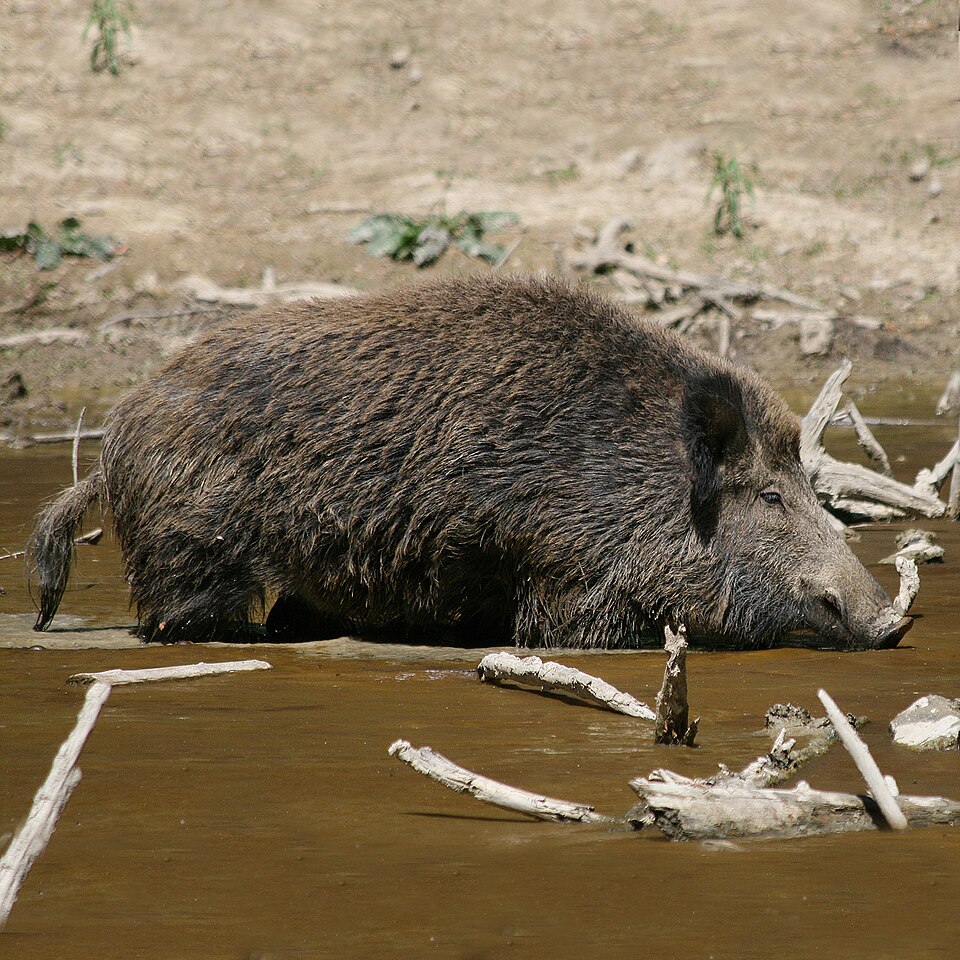 Bildergalerie · Wildschwein