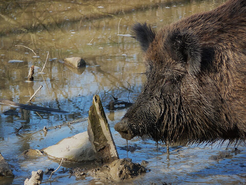 Bildergalerie · Wildschwein