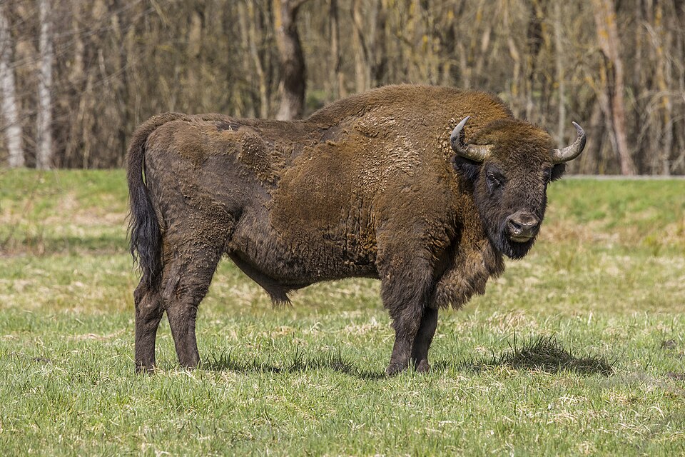 Bildergalerie · Wisent