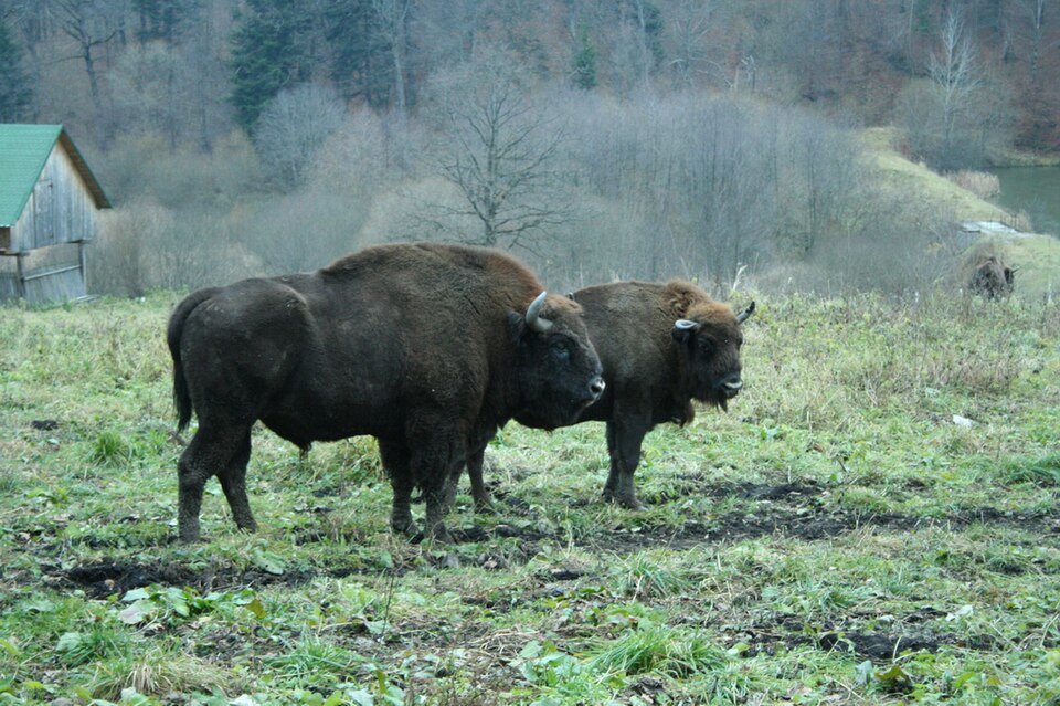 Bildergalerie · Wisent