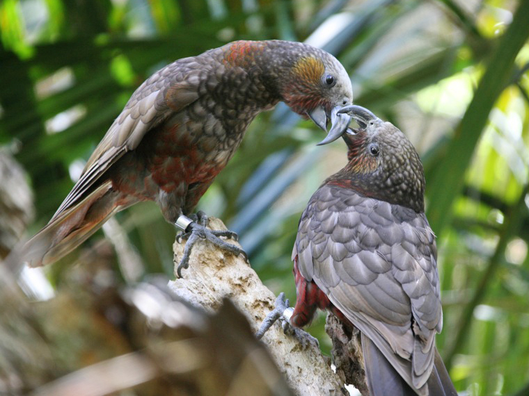 Einblicke · Auckland Zoo