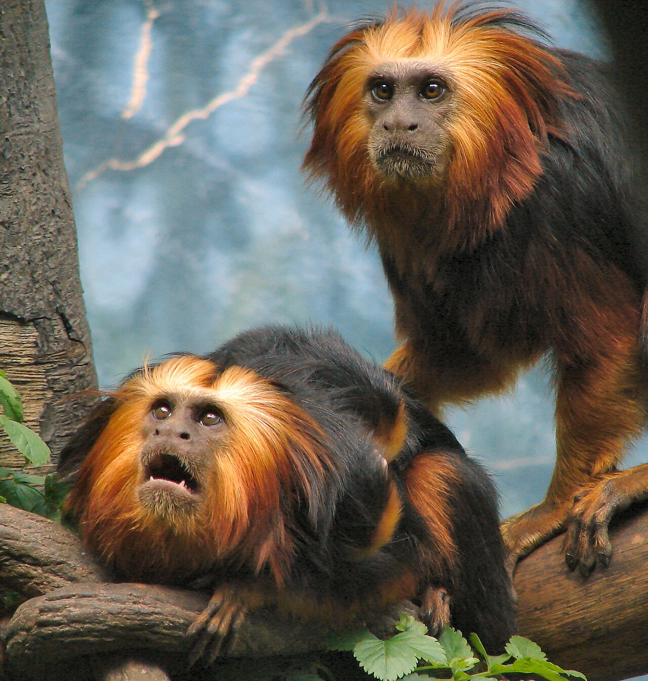 Einblicke · Chapultepec Zoo