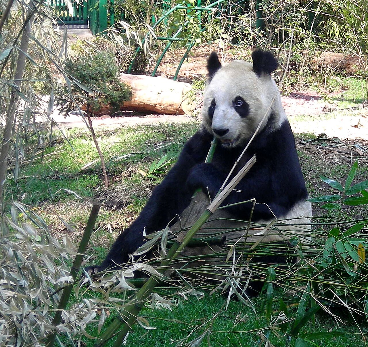 Einblicke · Chapultepec Zoo