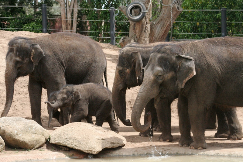 Einblicke · Melbourne Zoo