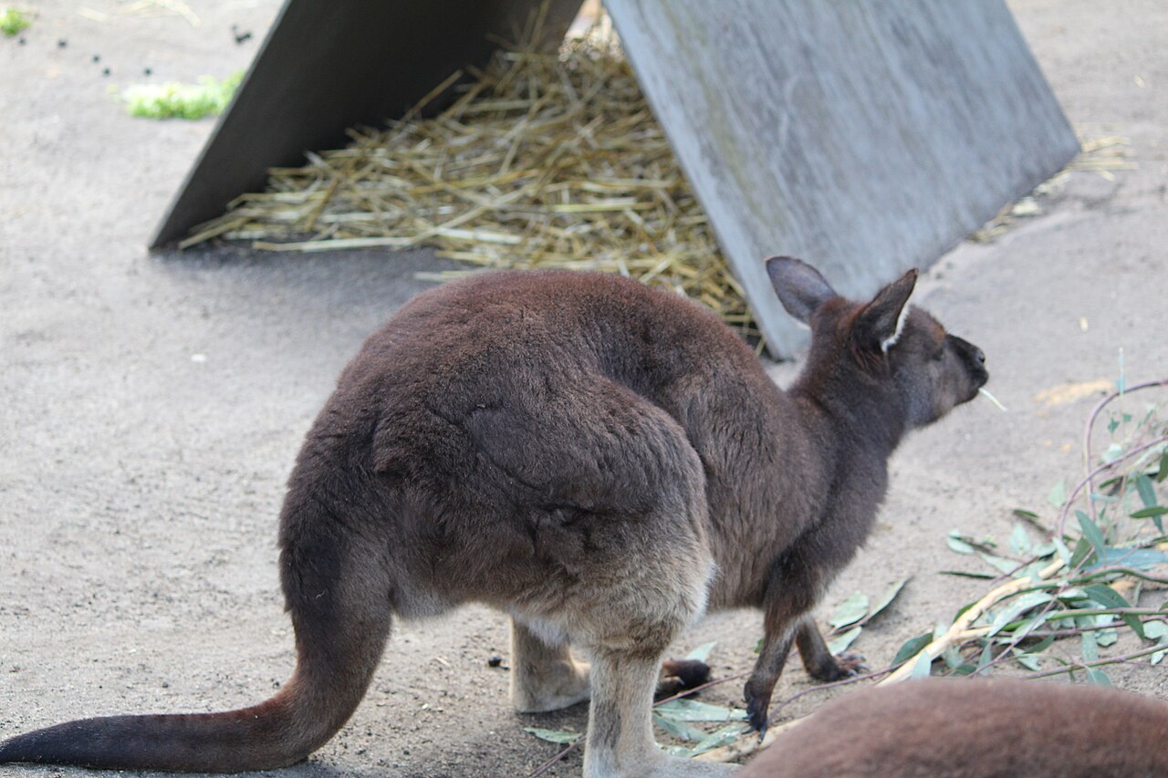 Einblicke · Melbourne Zoo