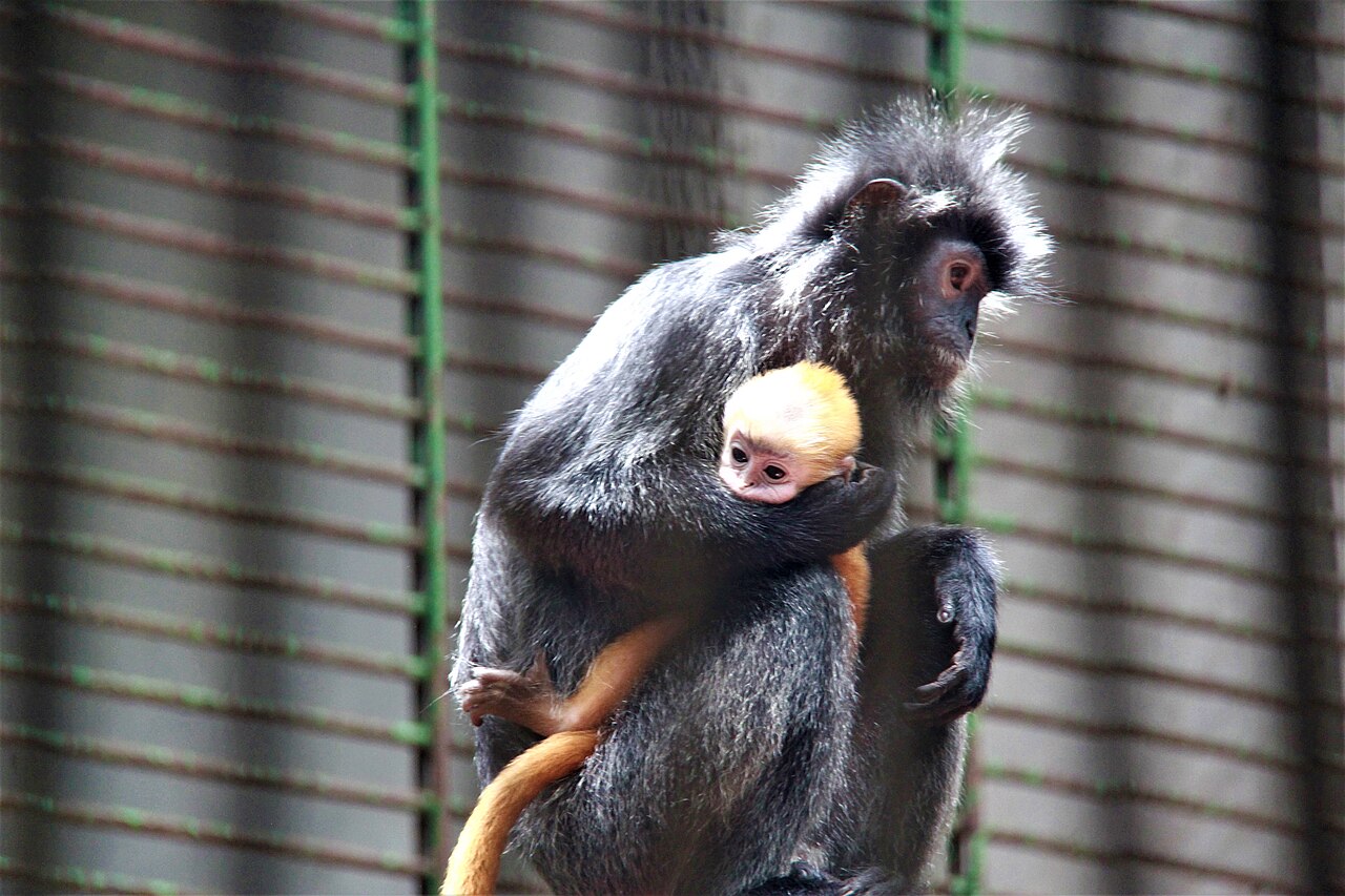 Einblicke · Ragunan Zoo