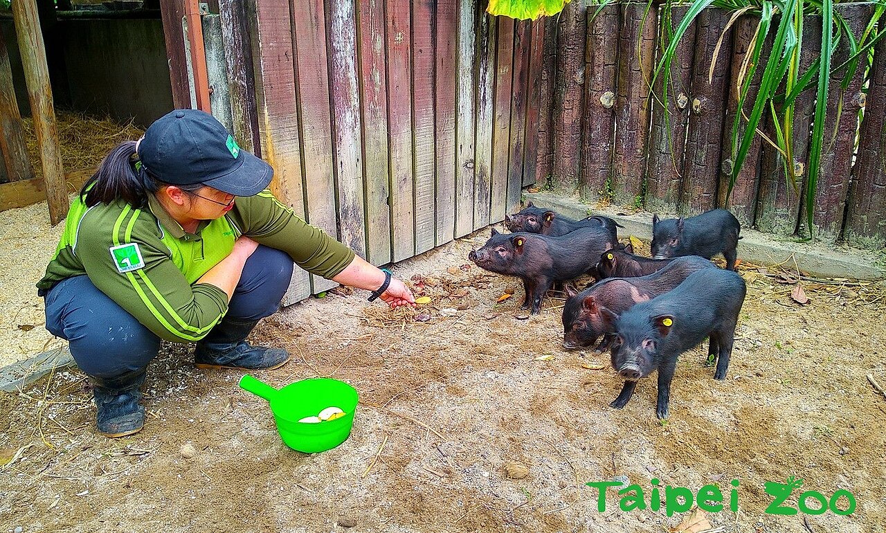 Einblicke · Taipei Zoo