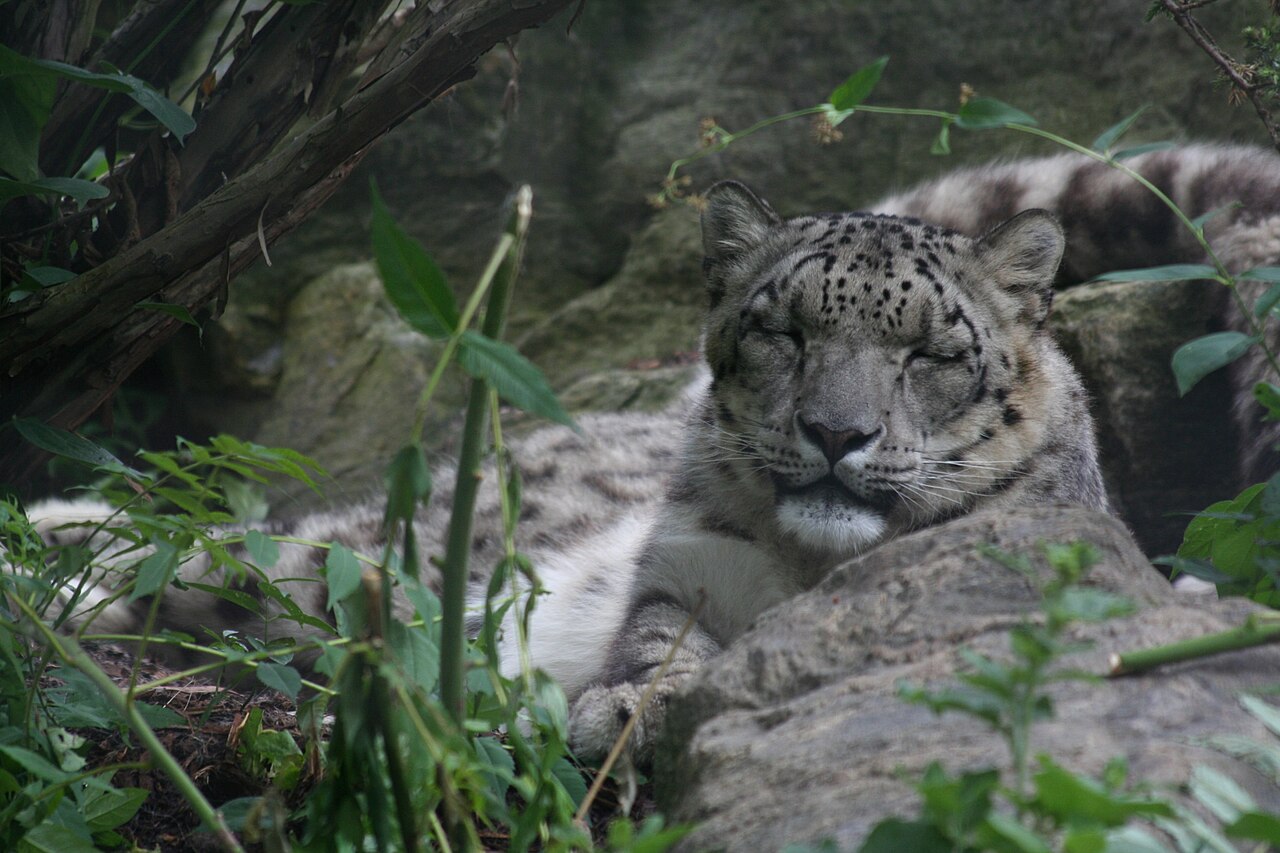 Einblicke · Toronto Zoo